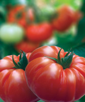 Tomato Ind