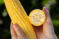 Sweet corn