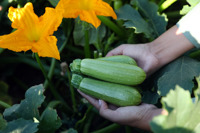 Summer Squash