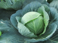 Cabbage