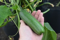 Cucumber