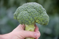 Broccoli