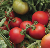 Tomato Det FM
