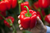 Pepper Sweet