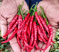 Pepper Hot