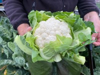 Cauliflower