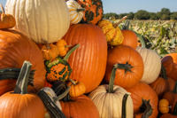 Squash and Pumpkin