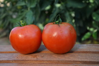 RED BOUNTY F1